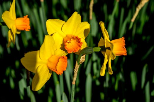 yellow daffodil flowers in a garden in Lisse, Netherlands, Europe on a bright summer day