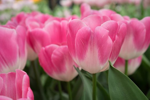 Pink tulip flowers in a garden in Lisse, Netherlands, Europe on a bright summer day