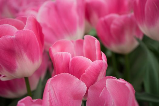 Pink tulip flowers in a garden in Lisse, Netherlands, Europe on a bright summer day