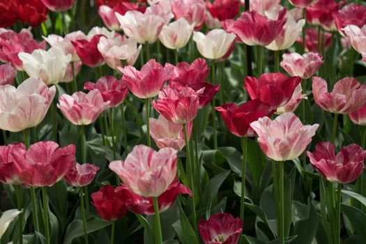 Pink and red  tulip flowers in a garden in Lisse, Netherlands, Europe on a bright summer day