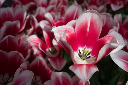 pink and white colored tulip flowers in a garden in Lisse, Netherlands, Europe  on a spring day