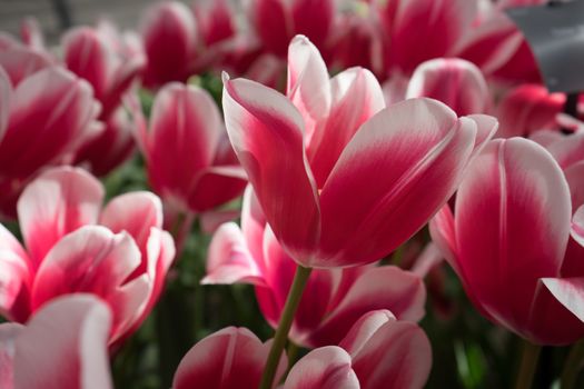 pink and white colored tulip flowers in a garden in Lisse, Netherlands, Europe  on a spring day