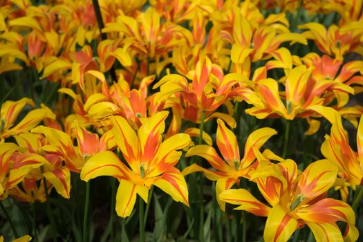 Yellow daffodil flowers in a garden in Lisse, Netherlands, Europe on a bright summer day