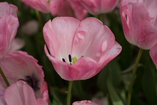 Pink tulip flowers in a garden in Lisse, Netherlands, Europe on a bright summer day