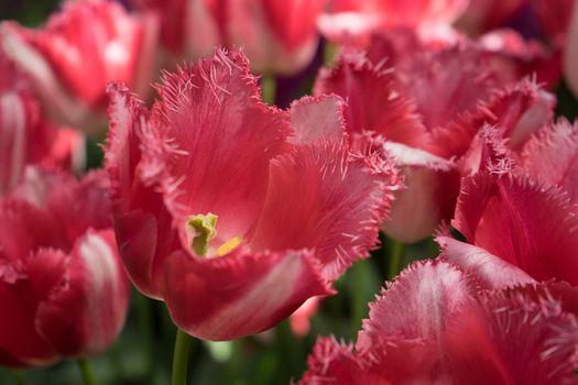 Red tulip buds in a garden in Lisse, Netherlands, Europe on a bright summer day
