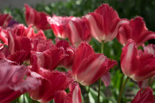 Red tulip buds in a garden in Lisse, Netherlands, Europe on a bright summer day