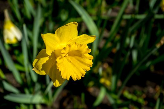 Yellow coloured daffodil with blurred background on a spring summer day in Lisse, Keukenhoff,  Netherlands, Europe