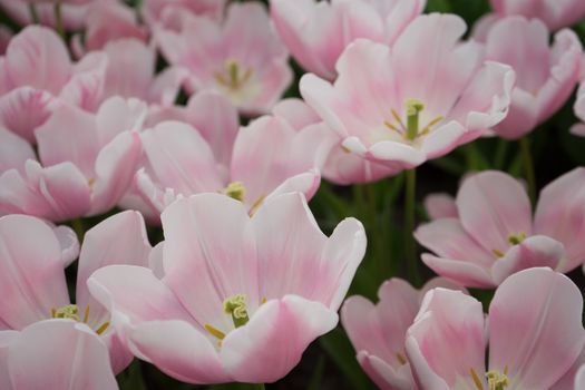 Pink tulip flowers in a garden in Lisse, Netherlands, Europe on a bright summer day