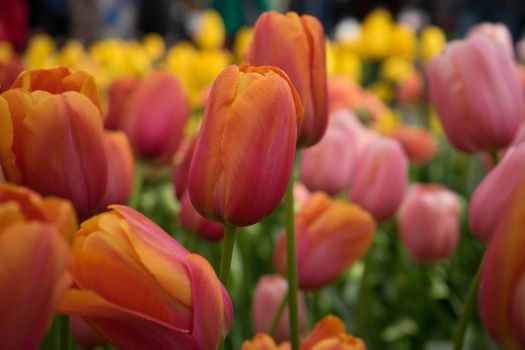 Red tulip flowers in a garden in Lisse, Netherlands, Europe on a bright summer day