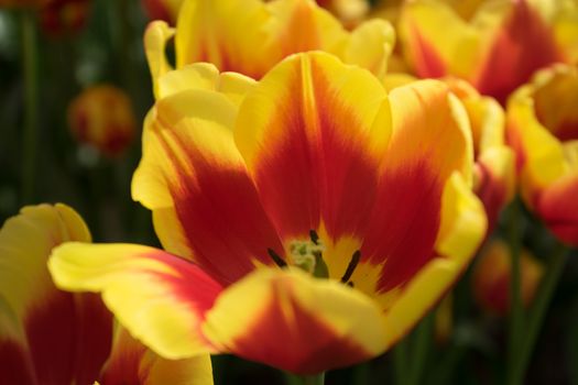 Yellow tulip flowers in a garden in Lisse, Netherlands, Europe on a bright summer day