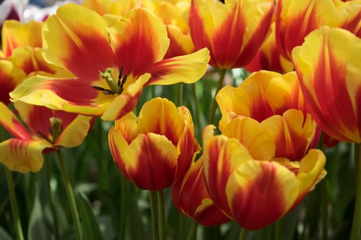 Yellow tulip flowers in a garden in Lisse, Netherlands, Europe on a bright summer day