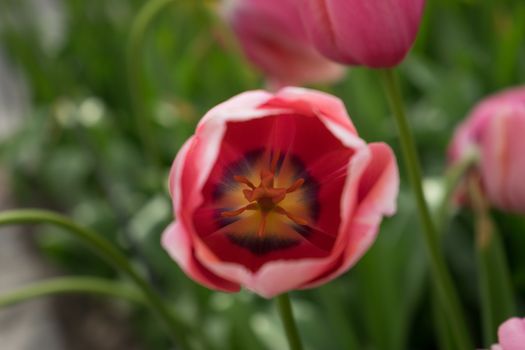 Red tulip flowers in a garden in Lisse, Netherlands, Europe on a bright summer day