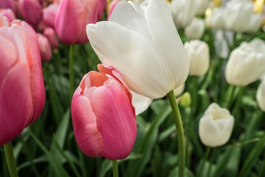 White and Pink tulip flowers in a garden in Lisse, Netherlands, Europe on a bright summer day