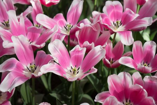 Pink tulip flowers in a garden in Lisse, Netherlands, Europe on a bright summer day