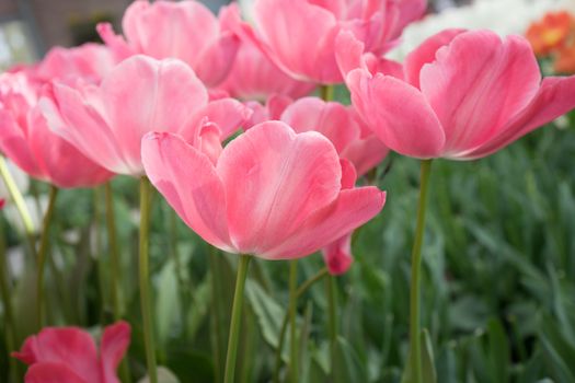 Pink tulip flowers in a garden in Lisse, Netherlands, Europe on a bright summer day