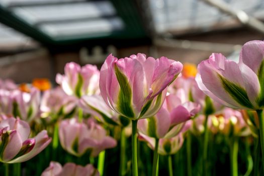 Pink and green tulip flowers in a garden in Lisse, Netherlands, Europe  on a bright summer day