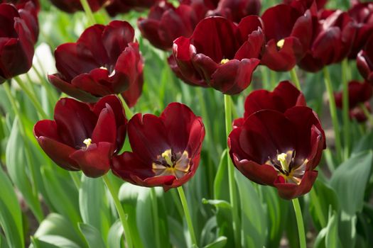 Dark Maroon tulip flowers in a garden in Lisse, Netherlands, Europe  on a bright summer day