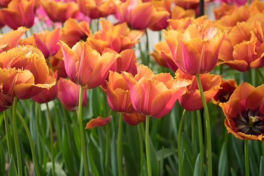 Red color tulip flowers in a garden in Lisse, Netherlands, Europe on a bright summer day