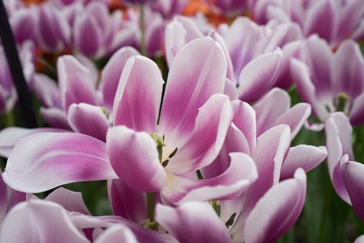 pink tulip flowers in a garden in Lisse, Netherlands, Europe on a bright summer day