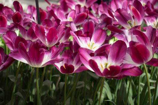 pink tulip flowers in a garden in Lisse, Netherlands, Europe on a bright summer day