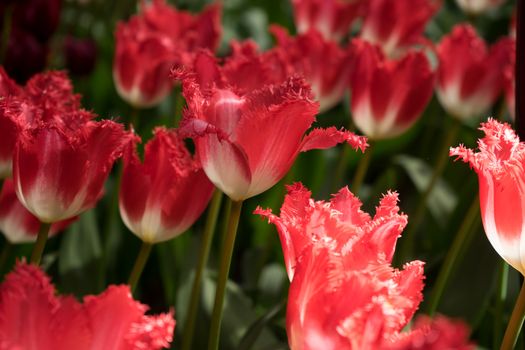 Red color tulip flowers in a garden in Lisse, Netherlands, Europe on a bright summer day