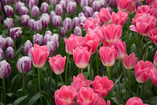 Pink and rose colored tulip flowers in a garden in Lisse, Netherlands, Europe on a bright summer day