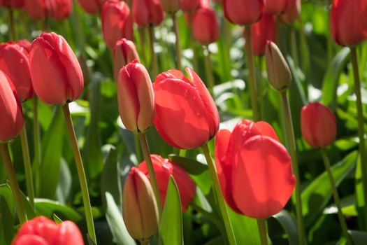 Red tulip buds in Lisse, Keukenhoff,  Netherlands, Europe on a summer day