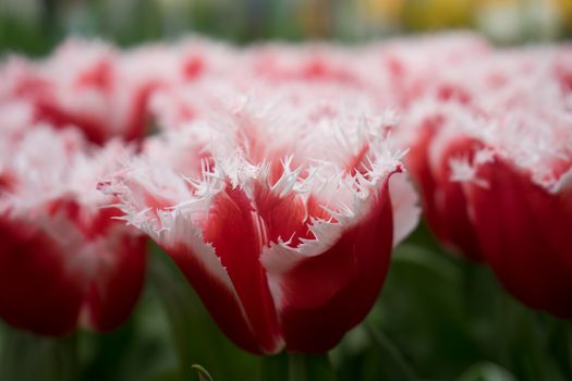 Red and white color tulip flowers in a garden in Lisse, Netherlands, Europe on a bright summer day