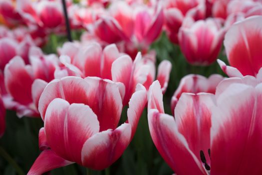 Red and white color tulip flowers in a garden in Lisse, Netherlands, Europe on a bright summer day