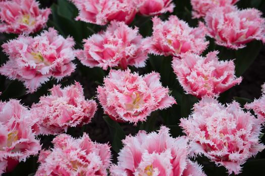 Pink and rose colored tulip flowers in a garden in Lisse, Netherlands, Europe on a bright summer day