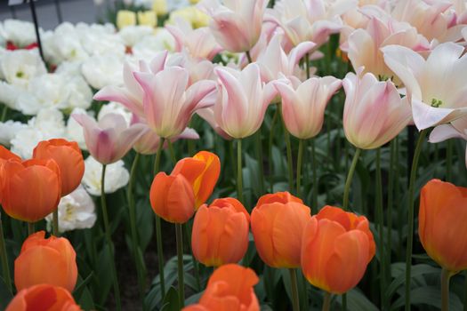 Red and white color tulip flowers in a garden in Lisse, Netherlands, Europe on a bright summer day