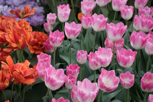 Red and pink color tulip flowers in a garden in Lisse, Netherlands, Europe on a bright summer day