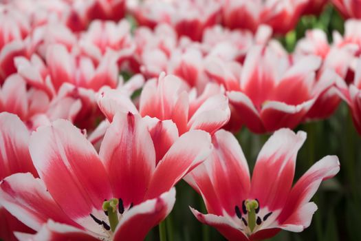 Red and white color tulip flowers in a garden in Lisse, Netherlands, Europe on a bright summer day