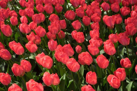 Red tulip buds in Lisse, Keukenhoff,  Netherlands, Europe on a summer day