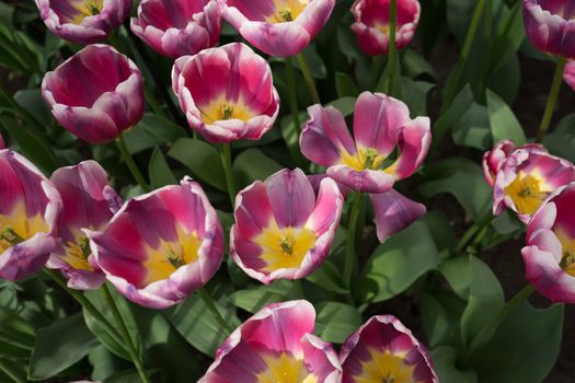 Red and yellow color tulip flowers in a garden in Lisse, Netherlands, Europe on a bright summer day