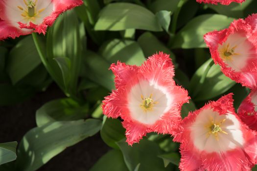 Red and white color tulip flowers in a garden in Lisse, Netherlands, Europe on a bright summer day