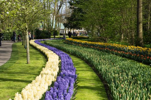 Row of tulips and hyacinth at a garden in Lisse, Netherlands, Europe on a bright summaer spring day