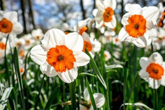 White daffodil flowers in a garden in Lisse, Netherlands, Europe on a bright summer day