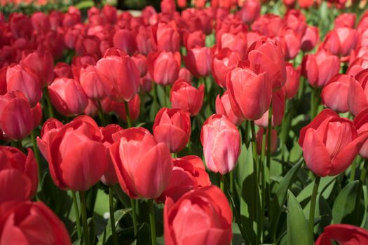 Red tulip buds in Lisse, Keukenhoff,  Netherlands, Europe on a summer day