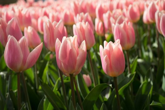 Pink and rose colored tulip flowers in a garden in Lisse, Netherlands, Europe on a bright summer day
