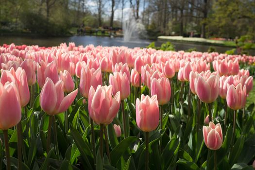 Pink and rose colored tulip flowers in a garden with fountain in Lisse, Netherlands, Europe on a bright summer day