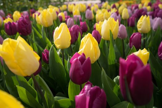 Yellow and pink colored tulip flowers in a garden with fountain in Lisse, Netherlands, Europe on a bright summer day