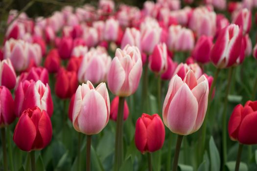 Pink and rose colored tulip flowers in a garden with fountain in Lisse, Netherlands, Europe on a bright summer day