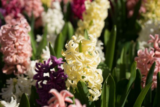 Colored hyacinth flowers at a garden in Lisse, Netherlands, Europe on a bright summer day