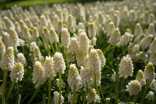 Colored hyacinth flowers at a garden in Lisse, Netherlands, Europe on a bright summer day