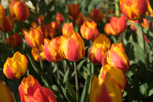 Red and yellow color tulip flowers in a garden in Lisse, Netherlands, Europe on a bright summer day