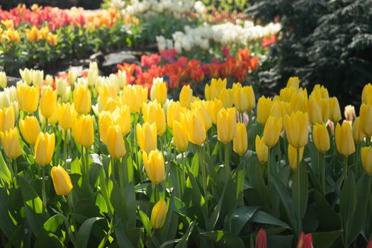 Yellow colored tulip flowers in a garden with fountain in Lisse, Netherlands, Europe on a bright summer day