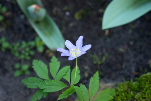 Small single violet flower at a garden in Lisse, Netherlands, Europe on a bright summer day