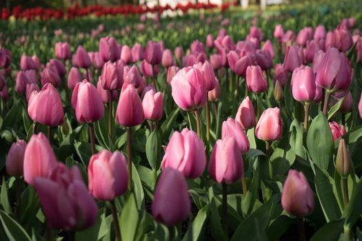 Red color tulip flowers in a garden in Lisse, Netherlands, Europe on a spring summer day