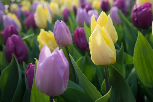 Yellow and pink colored tulip flowers in a garden with fountain in Lisse, Netherlands, Europe on a bright summer day